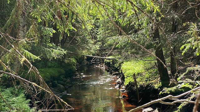 The forest carbon cycle: How different forest types capture and store CO2
